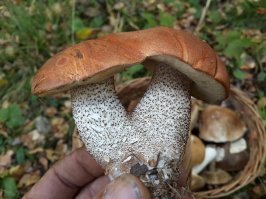 Всегда пожалуйста! Пару бонусов специально для Вас! ;)