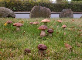 Лучшие трофеи с грибной фотоохоты