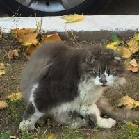 От себя добавлю. Я про этого парня пару лет назад писал - лень искать пост, но он ЖИВ! И ЗДОРОВ!!! И всем - того-же...