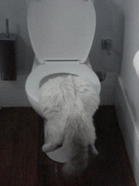 Прикольные и смешные картинки