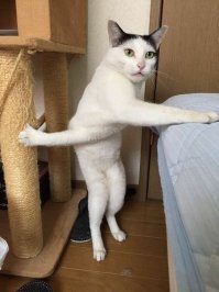 Двойной ХОБА .