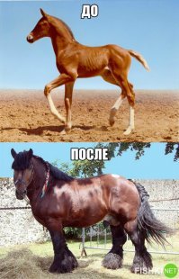 Интернет удивила обезьяна-бодибилдер из финского зоопарка