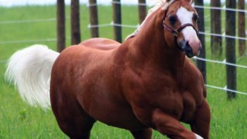 Интернет удивила обезьяна-бодибилдер из финского зоопарка