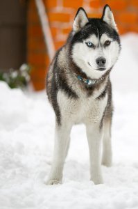 Мой паренёк