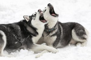 Мой паренёк