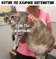 Прикольные и смешные картинки