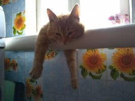 Пушистого настроения пост