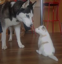 20 порций собачьего позитива для подзарядки вашего настроения