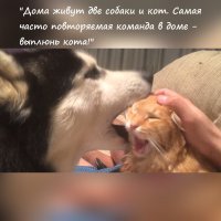 20 порций собачьего позитива для подзарядки вашего настроения