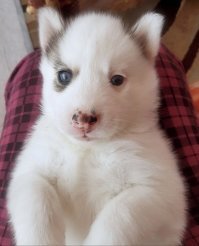 20 порций собачьего позитива для подзарядки вашего настроения