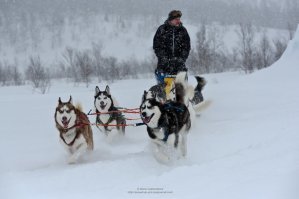 20 порций собачьего позитива для подзарядки вашего настроения
