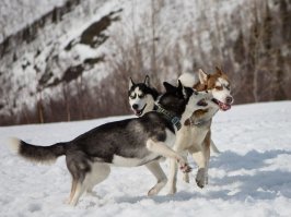 20 порций собачьего позитива для подзарядки вашего настроения