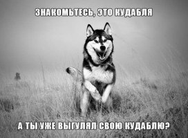20 порций собачьего позитива для подзарядки вашего настроения