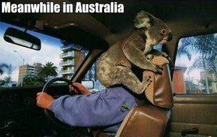 Коалам ничто человеческое не чуждо. Надеюсь,  за рулём баба.