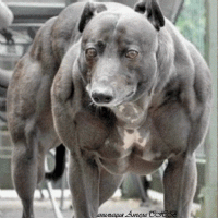 Интернет удивила обезьяна-бодибилдер из финского зоопарка