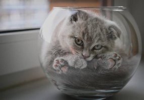 А вообще, кот это жидкость.