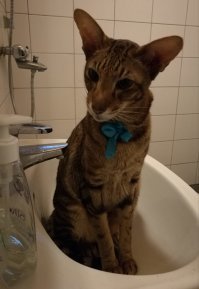 Балбес зачем-то час сидел в раковине...