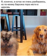 20 порций собачьего позитива для подзарядки вашего настроения