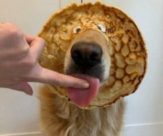 20 порций собачьего позитива для подзарядки вашего настроения