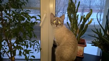 Моя Тайская ,бойцовая коте ,в ожидании весны.