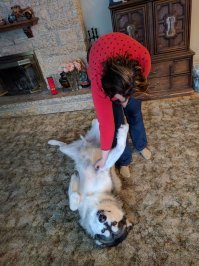 20 порций собачьего позитива для подзарядки вашего настроения