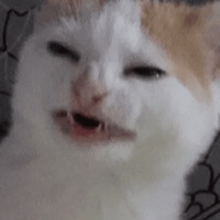 20 странных вещей, которые делают все владельцы котов, но не признаются в этом