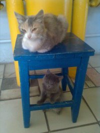 Мышеловки на работе: основная и вспомогательная. И, да, пытаюсь засунуть палец при зевании, а также жму лапку.