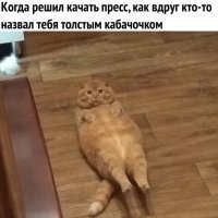 Прикольные и смешные картинки