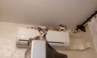 20 странных вещей, которые делают все владельцы котов, но не признаются в этом