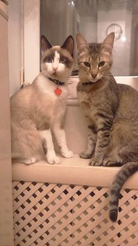 20 странных вещей, которые делают все владельцы котов, но не признаются в этом