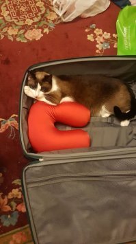 20 странных вещей, которые делают все владельцы котов, но не признаются в этом