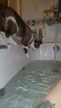 20 странных вещей, которые делают все владельцы котов, но не признаются в этом