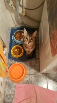 20 странных вещей, которые делают все владельцы котов, но не признаются в этом