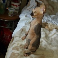 20 странных вещей, которые делают все владельцы котов, но не признаются в этом