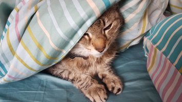 20 странных вещей, которые делают все владельцы котов, но не признаются в этом