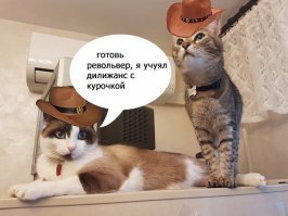 20 странных вещей, которые делают все владельцы котов, но не признаются в этом