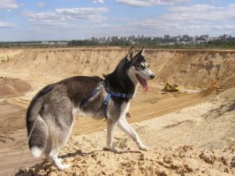 А еще моя копать любит...