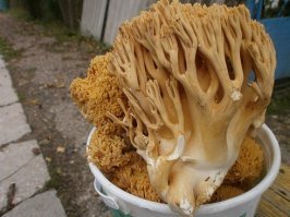 Грибы рогатики (оленьи рожки)