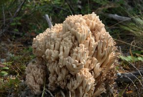 Грибы рогатики (оленьи рожки)
