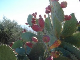 Плоды кактуса хренпомнюкаконназывается. Внутри плотная желеобразная мякоть красного или оранжевого цвета. Вкусно.