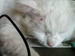 . всю ночь носится постоянно встревая в драки. а днем спящий красавец