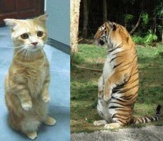 15 случаев, когда в котах сломались настройки, и они повели себя странно, но смешно