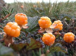 Я думаю если на фишках Меланезии показать нашу морошку они тоже офигеют