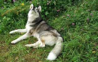 Его светлость Граф Сибири :)