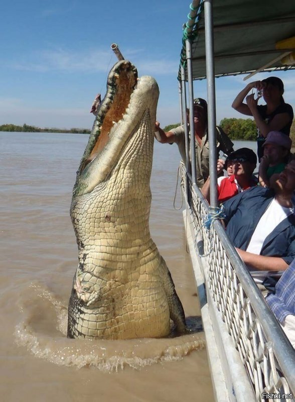 Кто крокодилу правую руку оторвал?