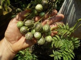 Тамаринд у меня в горшке растет из косточки, плод на вкус как сладкий сухофрукт, в горшке выглядит как саженец акации. А на рассаду посажены дзимбало, будут расти вместе с помидорами в огороде. Если эксперимент удастся, напишу, какое на вкус)