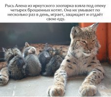 Необычная дружба