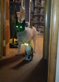 Уже когда то выкладывала свою парочку, но очень уж мне нравятся эти кадры. На второй фотке кошка как бы говорит собаке: "Дальний выключи"! ))