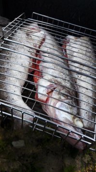 судак - безумно вкусная рыбка!!! Вот мои (летний улов)