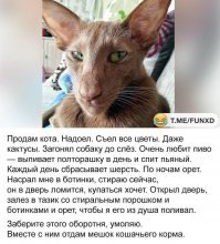 15 случаев, когда в котах сломались настройки, и они повели себя странно, но смешно